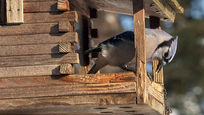 Blue Jays A Scourge Of The Skies Blue Jays A Scourge Of The Skies