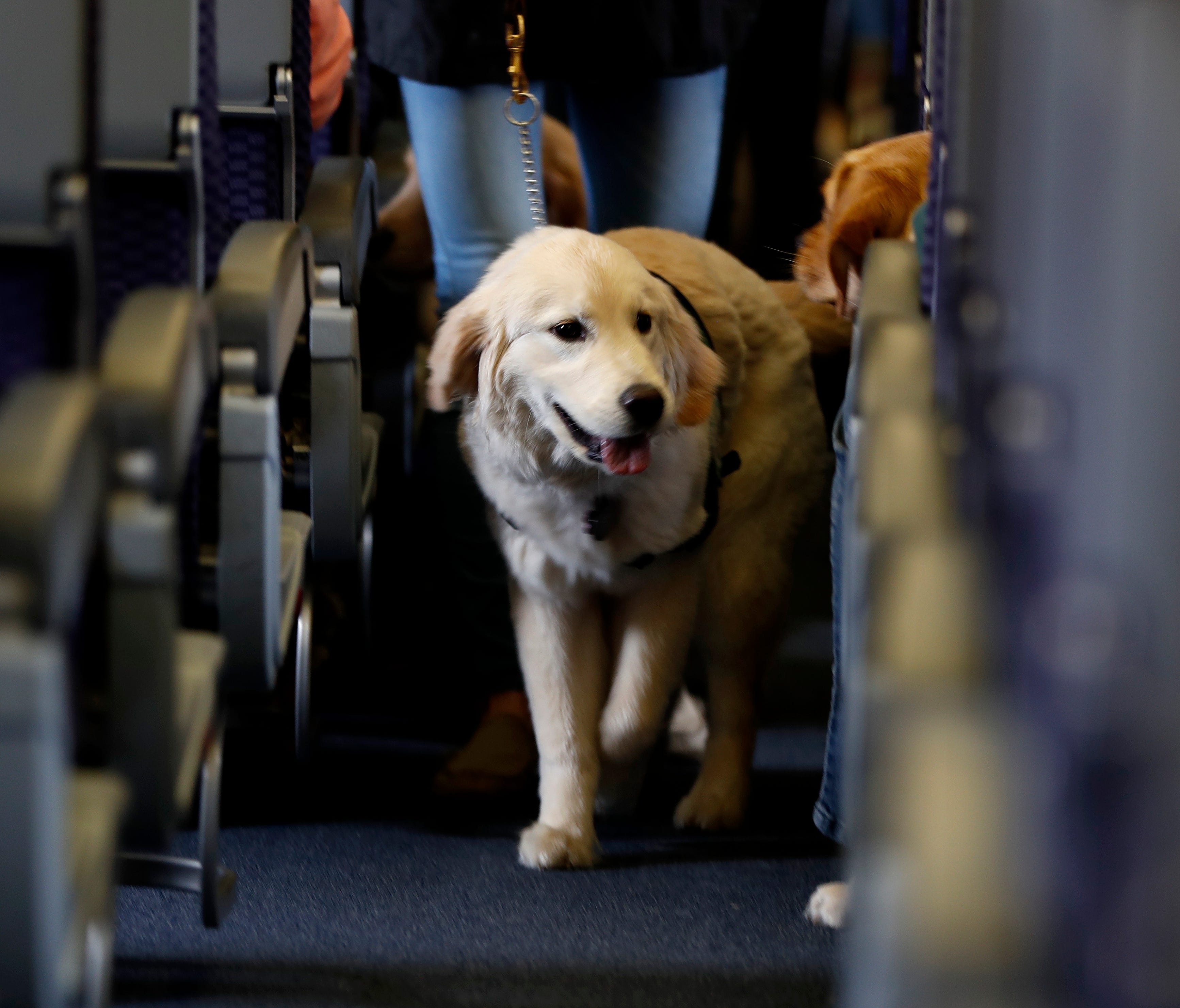 A service dog strolls through the isle inside a United Airlines plane at Newark Liberty International Airport while taking part of a training exercise April 1, 2017. Trainers took dogs through security check and onto a plane as part of the exercise p
