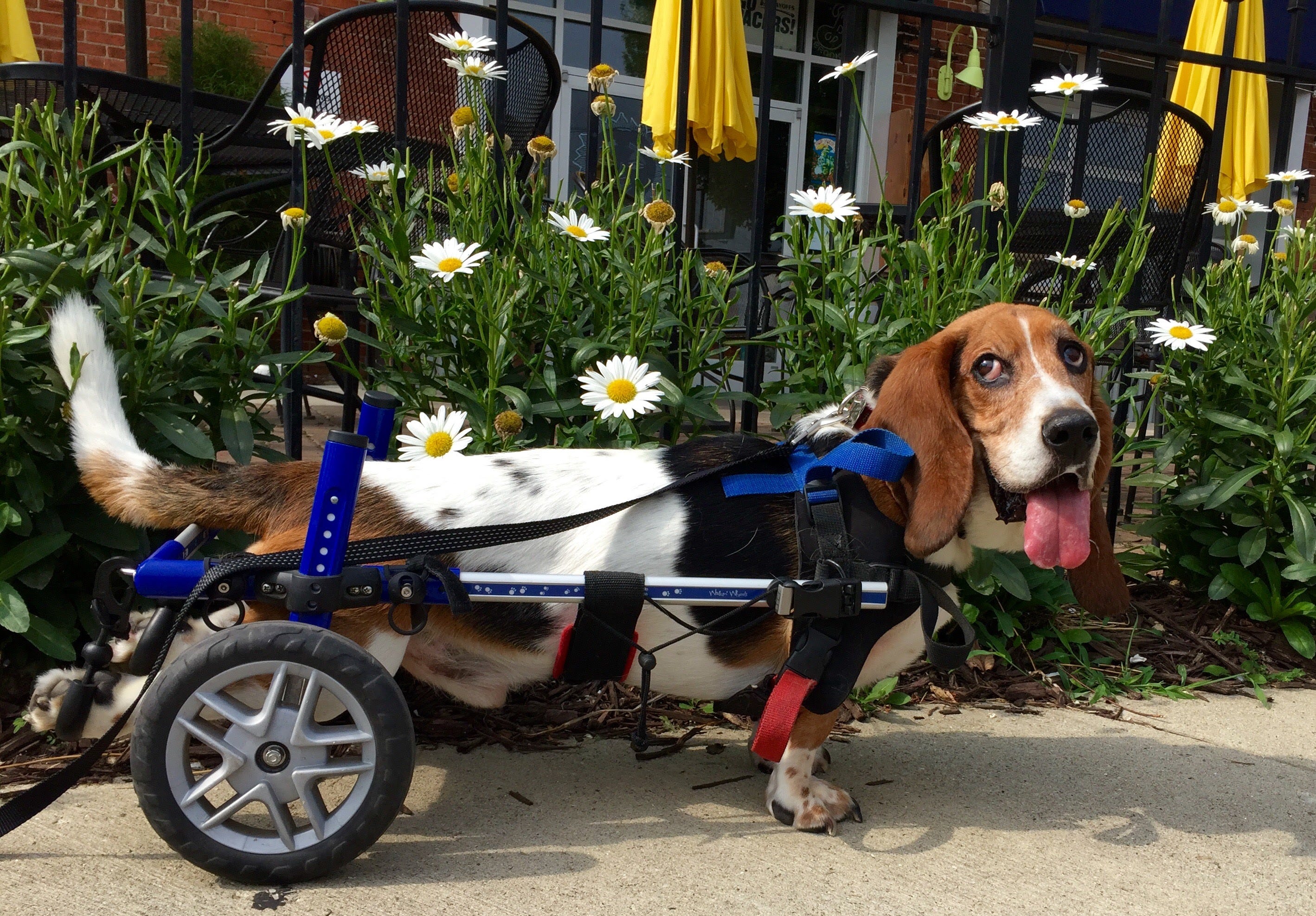 patrick sharp basset hound