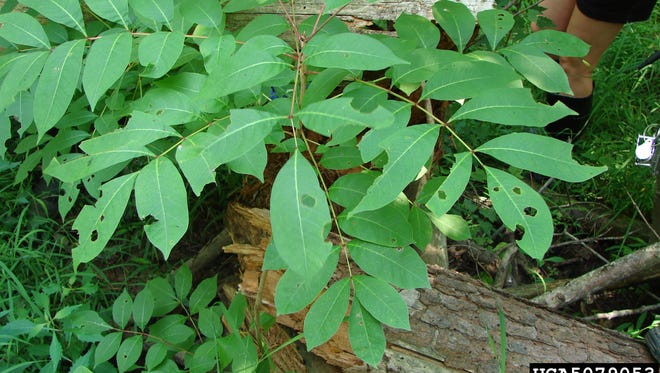 Poison Ivy Poison Sumac More Identify Plants That Can Hurt You In Pa