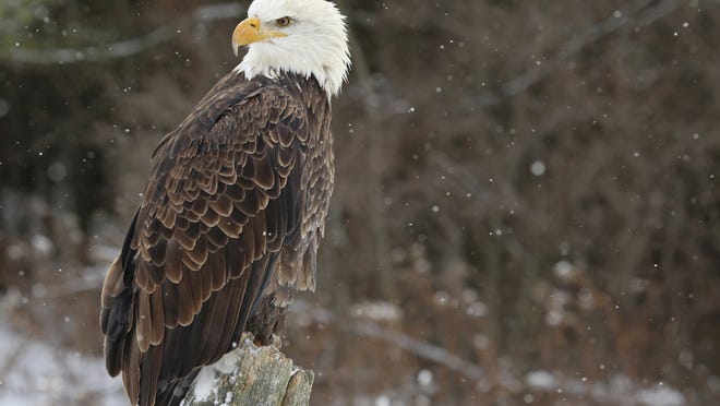 
An American bald eagle.
