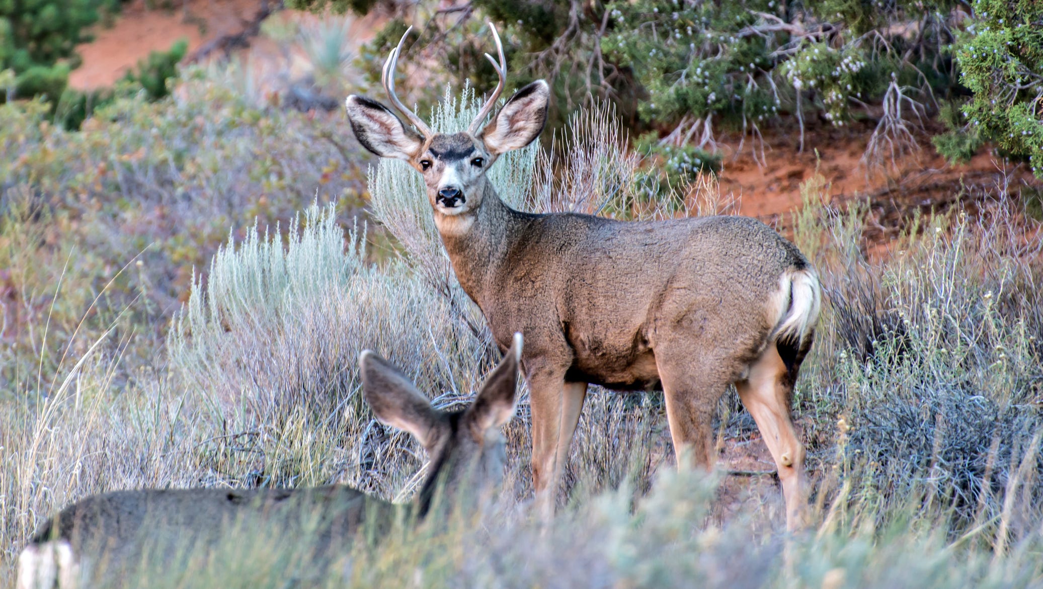 Nevada's deadliest animals will surprise you