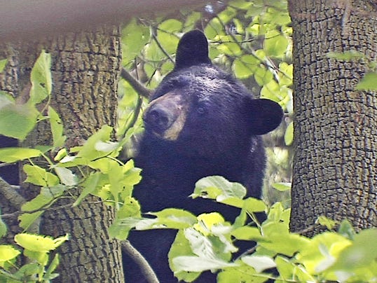 636484398514200562-MJS-NWBEAR-21507051.JPG