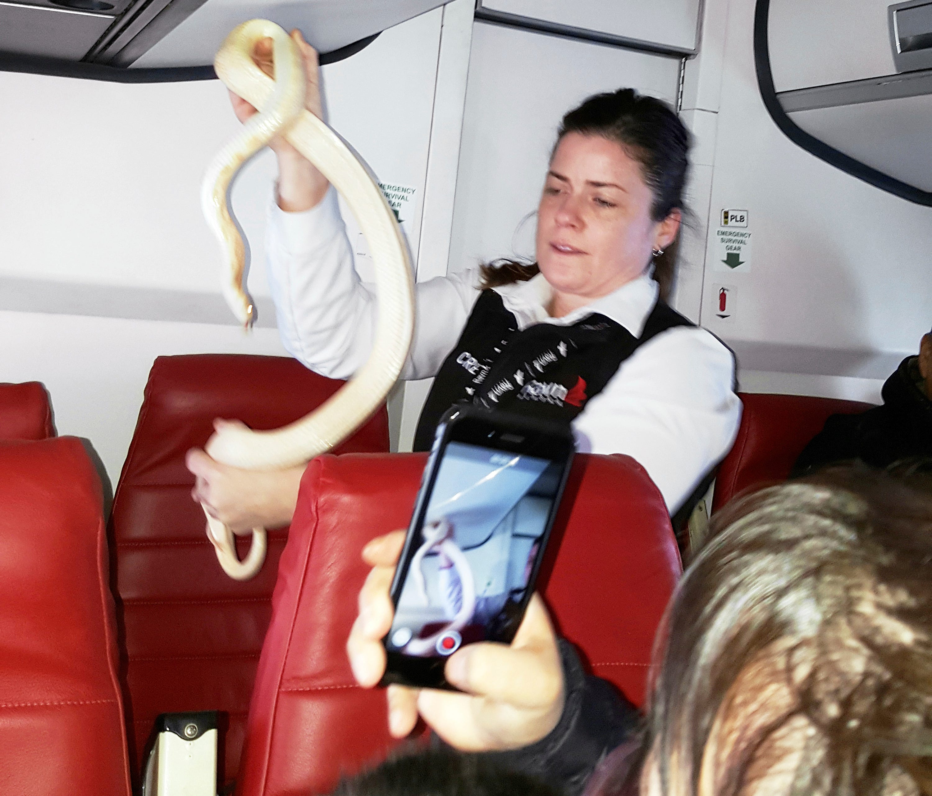 In this Sunday, March 19, 2017 photo, a flight attendant holds a snake found on a Ravn Alaska flight between Aniak, Alaska,and Anchorage. The snake escaped from a passenger on a previous flight. The flight attendant captured the reptile and placed it