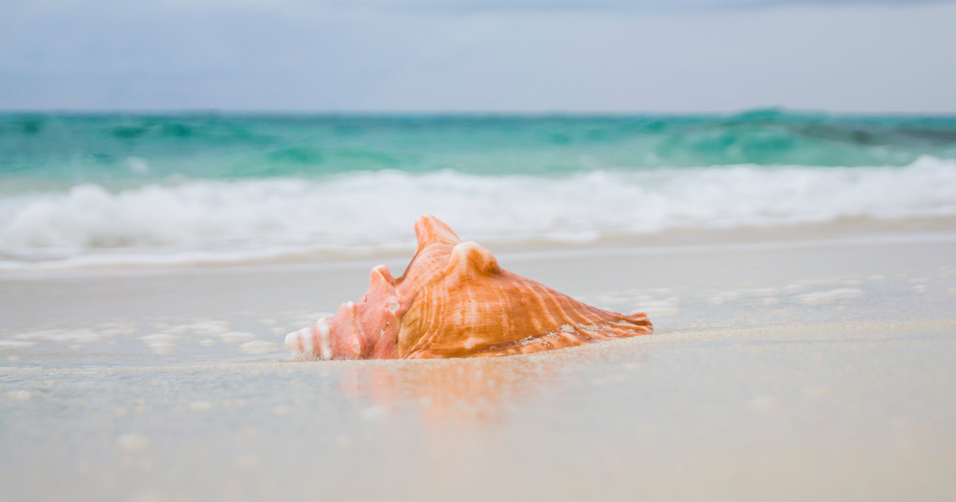 Tourist Who Collected Queen Conch Seashells In Florida Sent