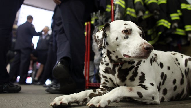 Dalmatian mascot 'Twenty' looks on as firefighters take a break between ceremonies at FDNY Ladder 20 Engine 13 September 11, 2009 in New York City.
