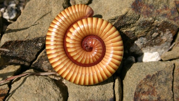 The Texas striped millipede uses a natural cyanide gas to ward off predators.