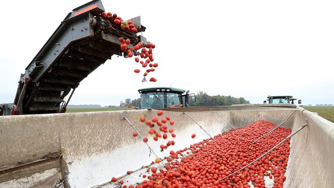 Tremendous tomato harvest keeps Red Gold humming