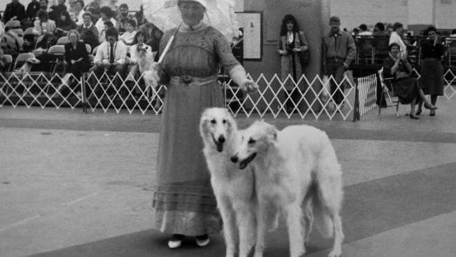 Dogs In Detroit From Menace To A Member Of The Family