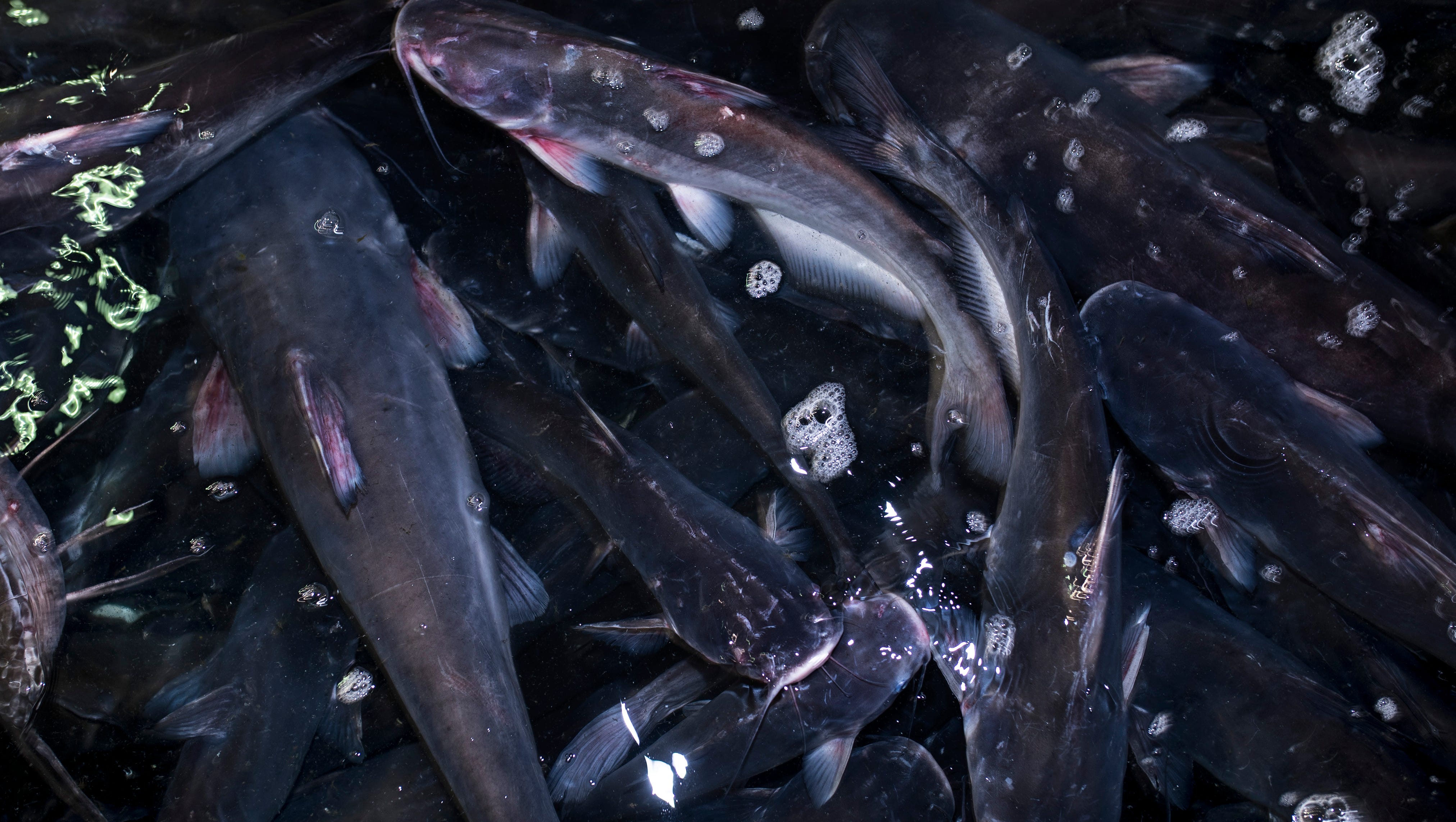 Outdoors The Good Kind Of Catfishing