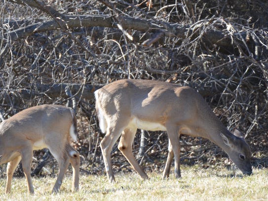 Deer hunting in 2017-18 became more complicated in most of Franklin County, Pa., with the expansion of the area meant to manage chronic wasting disease.