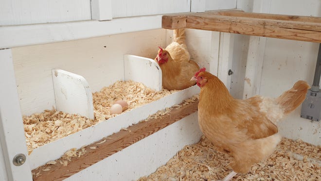 Many egg-laying breeds reach adulthood at 18 weeks of age. At this time, they also begin laying eggs and require higher levels of calcium in their feed.