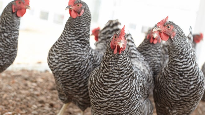When temperatures cool down, chickens typically spend more time in the coop. Offer enrichment treats and activities to prevent a feeling of being “cooped up.”