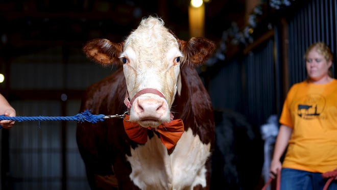 Cow groom, Dudley, is pictured during his wedding in 2016, at The Gentle Barn in Knoxville.