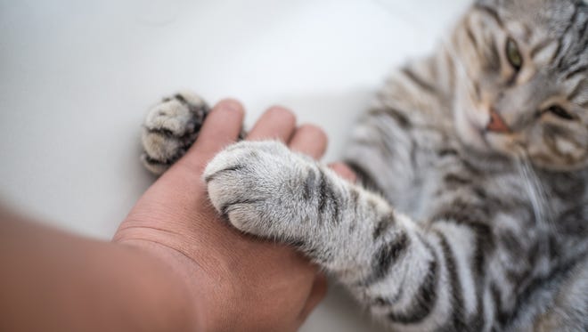 Declawing a cat in New Jersey soon could land you in jail.