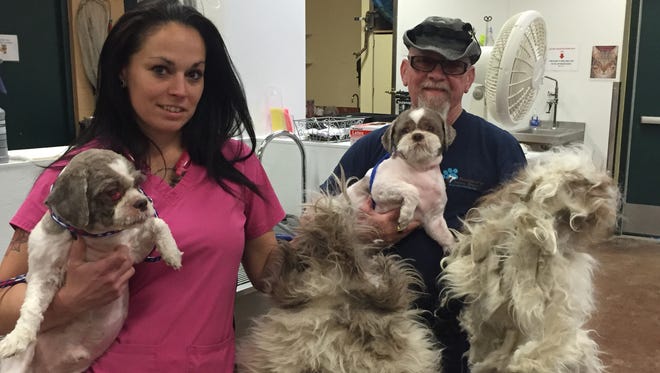 Veterinary technician Rachel Schafer-Young, left, and animal care technician Will Irwin, right, hold up the two male Shih Tzus after they were groomed. The dogs were taken to Coachella Valley Animal Campus with severe matting.