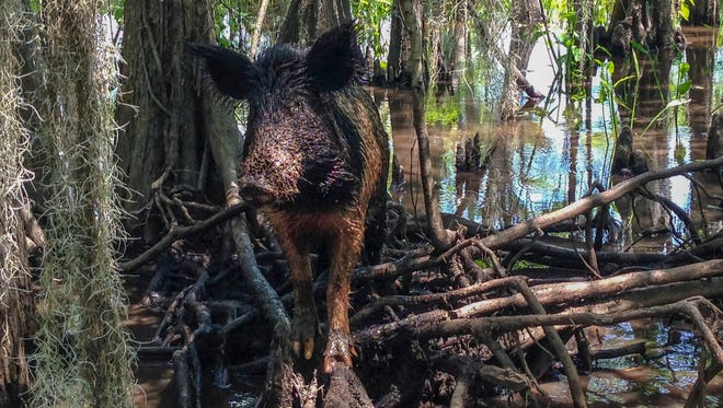 In this Thursday, April 13, 2017, photo, a wild boar walks in a swamp, in Slidell, La. Feral hogs are believed to cause $76 million or more in damage across the state every year but in recent years a small Louisiana slaughterhouse has begun butchering the hogs and selling the product to grocery stores and restaurants as part of an effort to help control the hogs' numbers. (AP Photo/Rebecca Santana)
