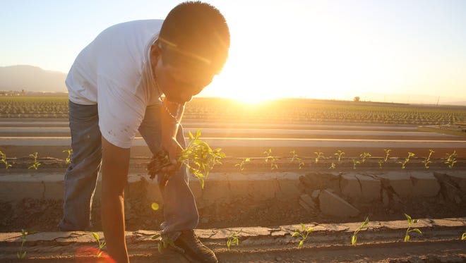 A farmworker plants bell peppers in a Coachella Valley field as the sun sets on a July day. At this time of year and day, temperatures tend to hover around 107 degrees.