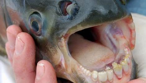 An example of one kind of pacu fish, native to South America.
