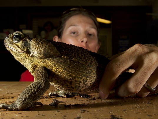 Cane toad