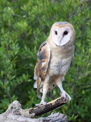 Hawks Aloft will present a program on raptors from 4:30 to 5:30 p.m. on Tuesday at the Silver City Public Library.
This free, all-ages event will feature live raptors. Due to the presence of live birds, the event is limited to an audience of 50, so the public is encouraged to arrive early to ensure a seat.