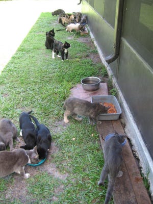 The Space Coast Feline Network does its best to give feral cats a long life.