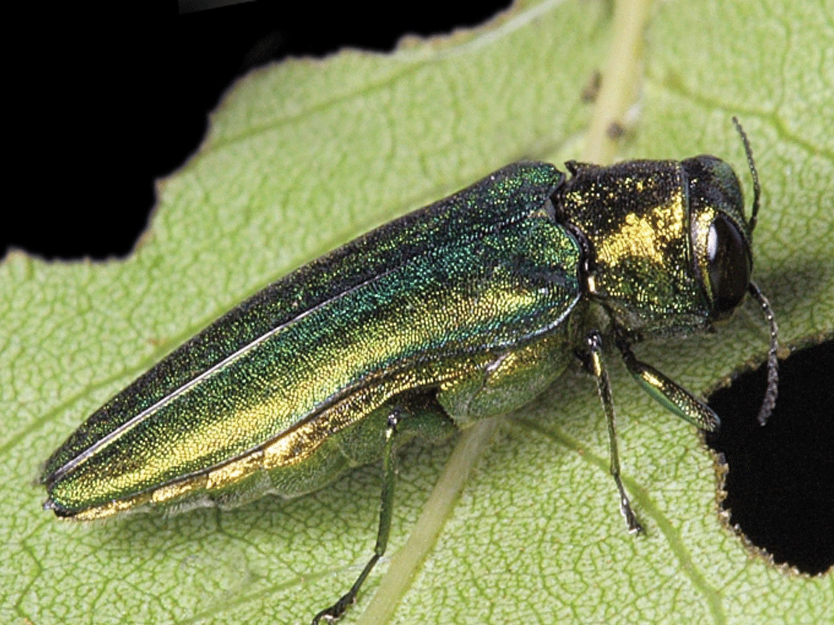 emerald ash borer moves deeper into valley ash borer
