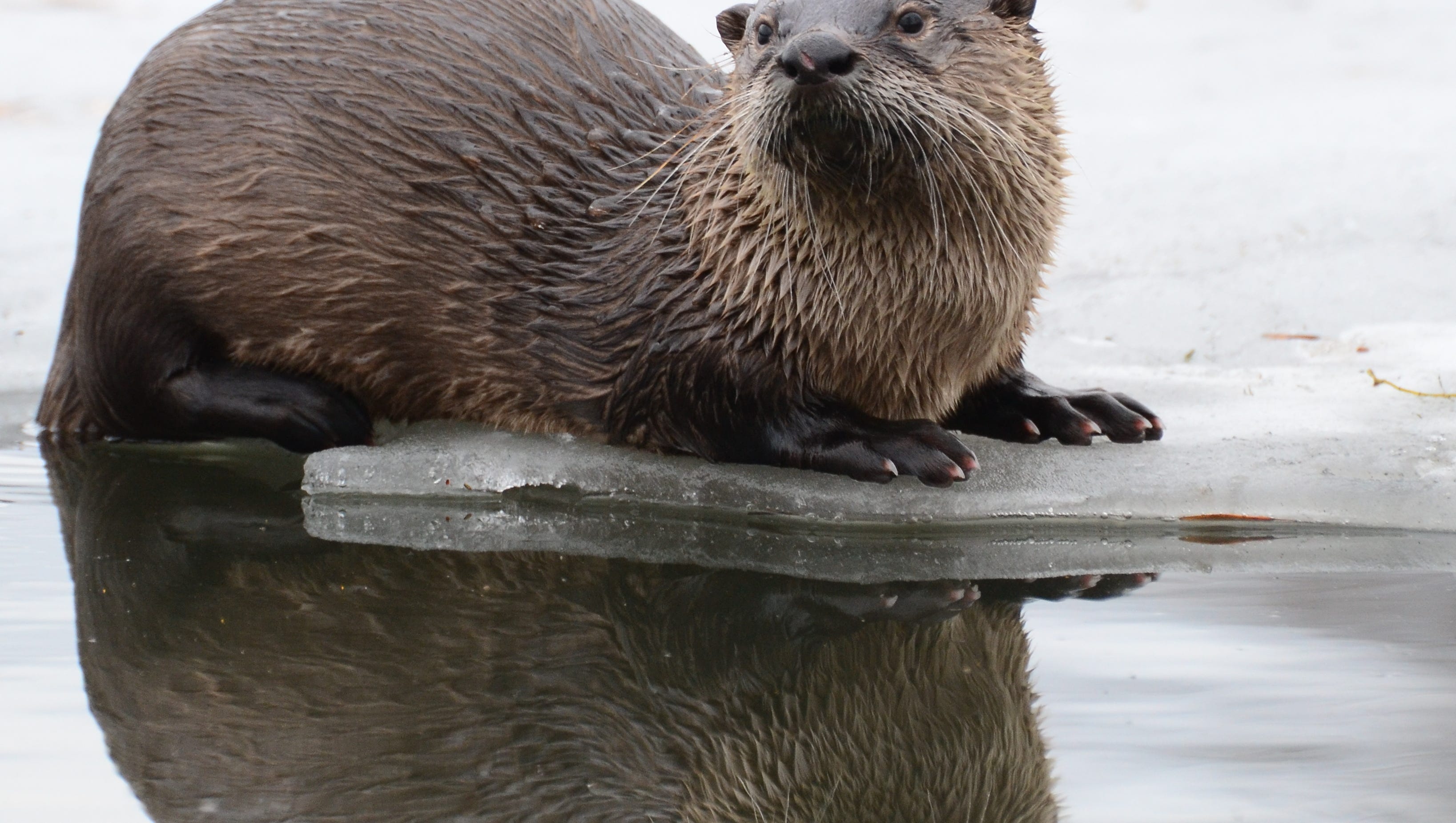 Vanished for generations, otters return to Iowa as fisherman bark back