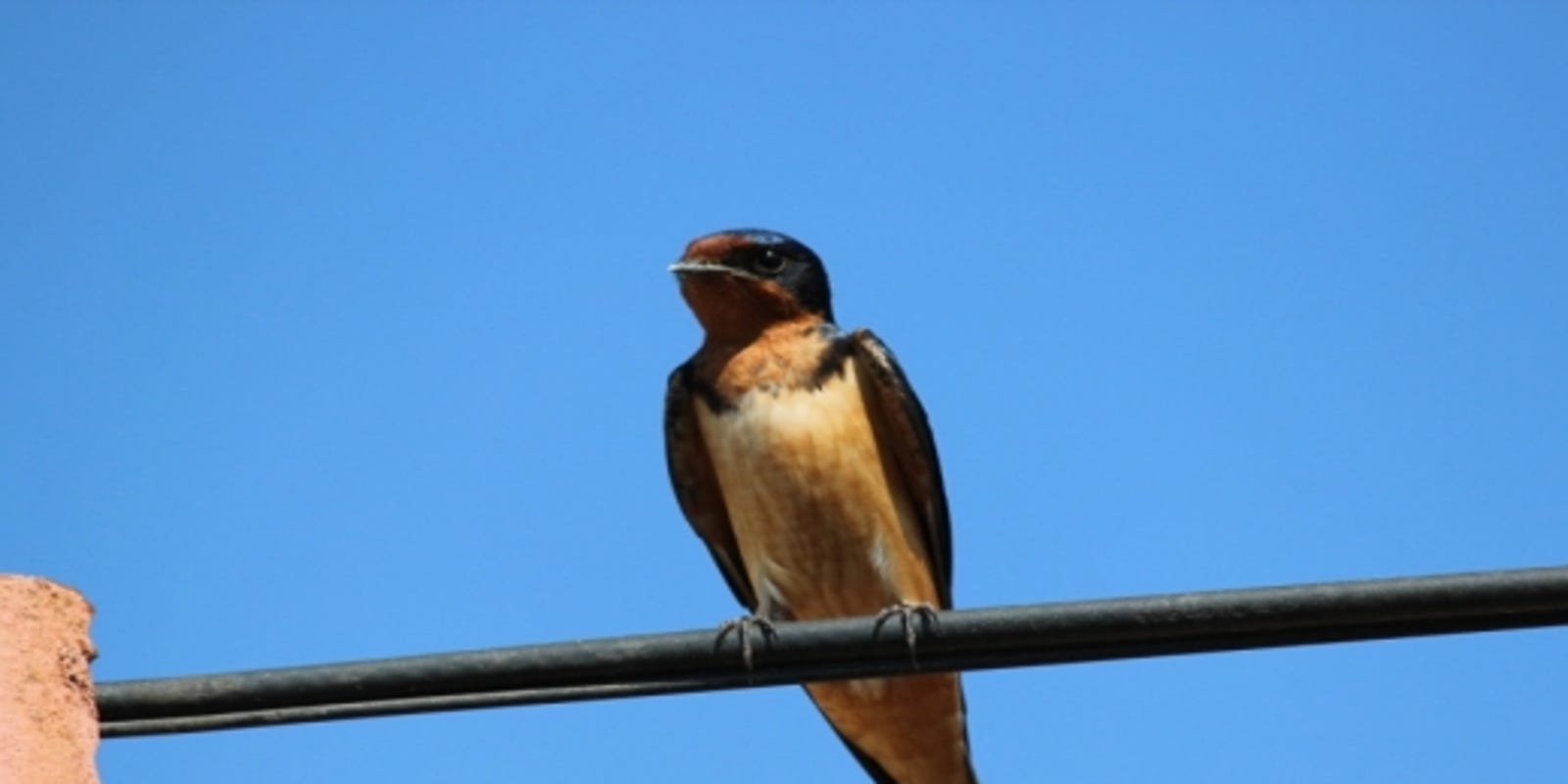 Wild About Texas Barn Swallows Love To Eat Pesky Insects