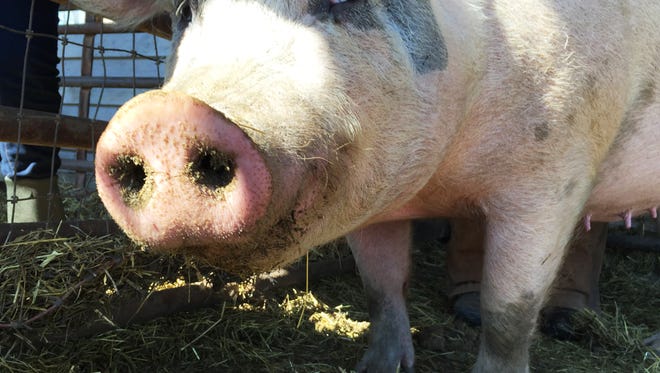 Sow Pig stands in her pen at Elk Run Farm in Verona on Feb. 15, 2015. Don't worry, she isn't bacon, but she makes more bacon!