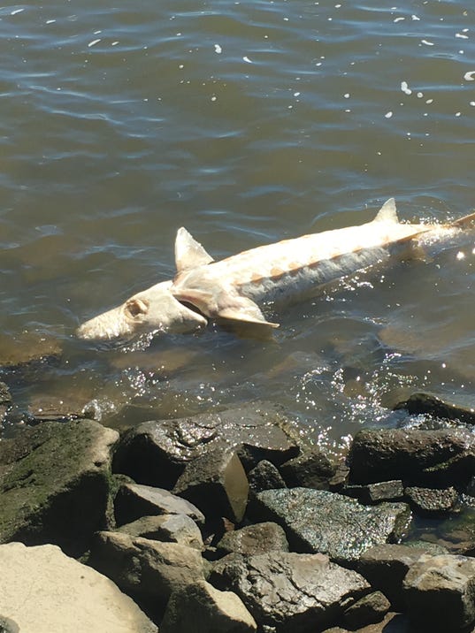 Shark? No. Atlantic sturgeon washes up at Nyack Beach