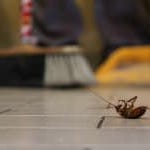 A cockroach on the floor being swept up with a broom.