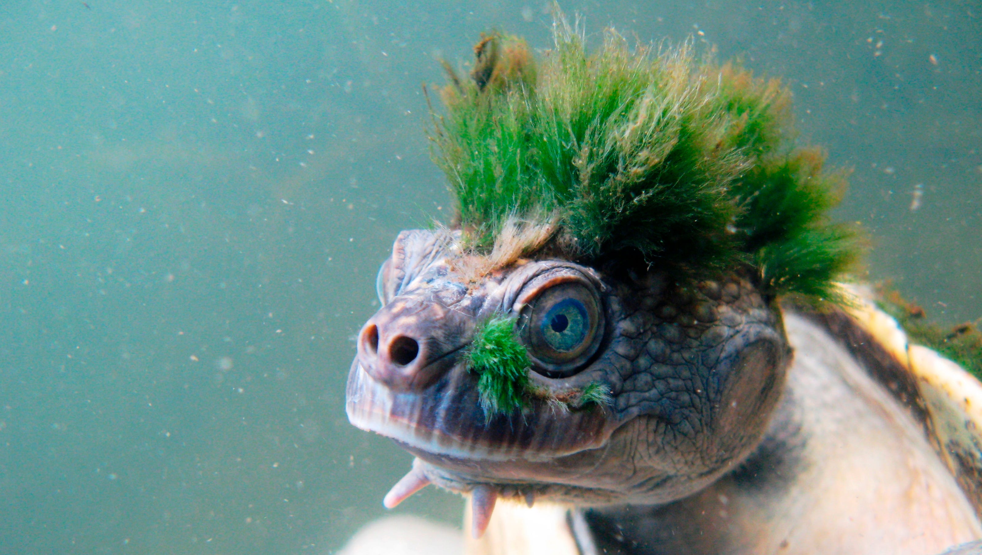 Australia's 'Punk' turtle added to list of endangered reptiles