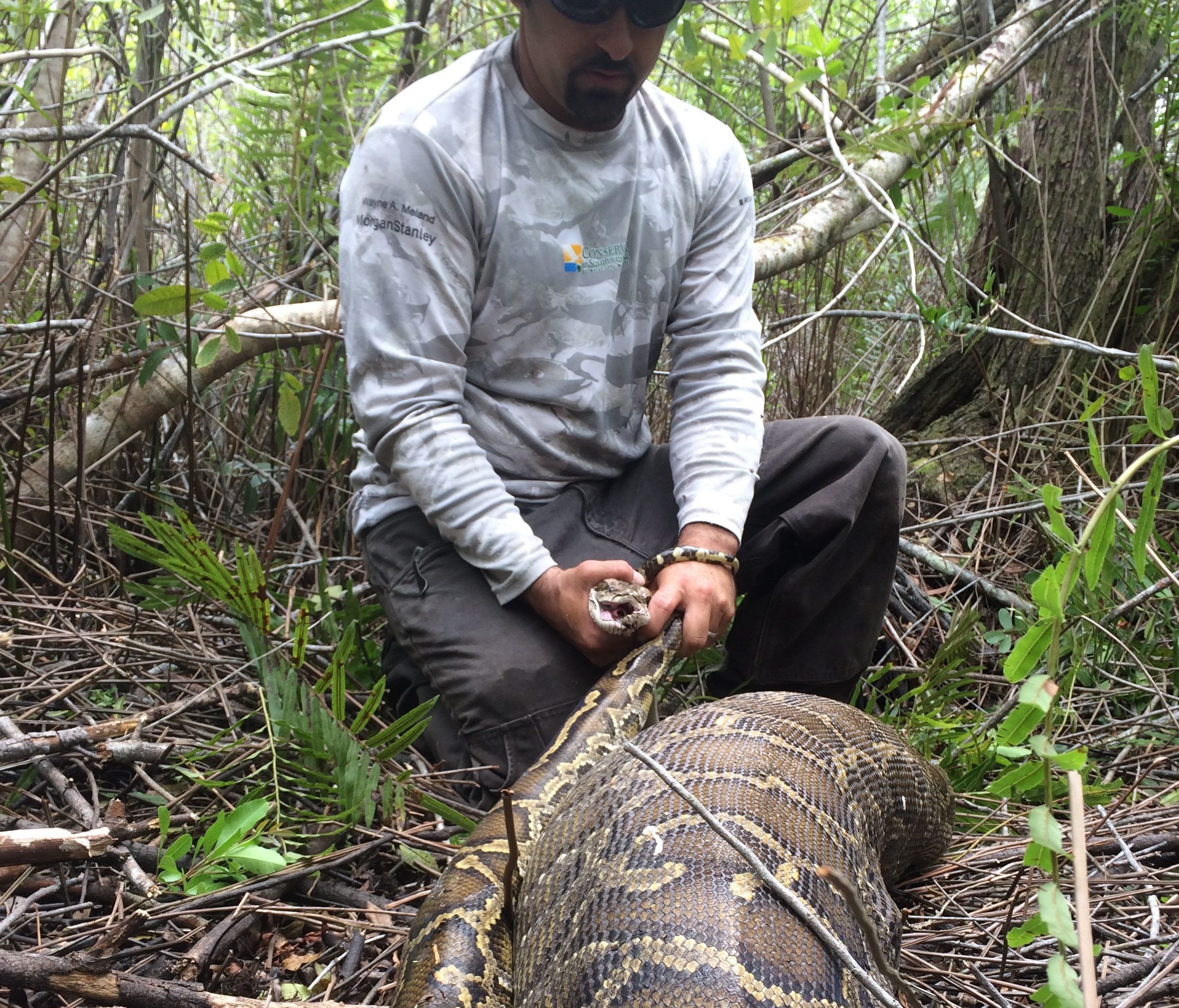 A Burmese python captured in Southwest Florida ingested a large prey animal.