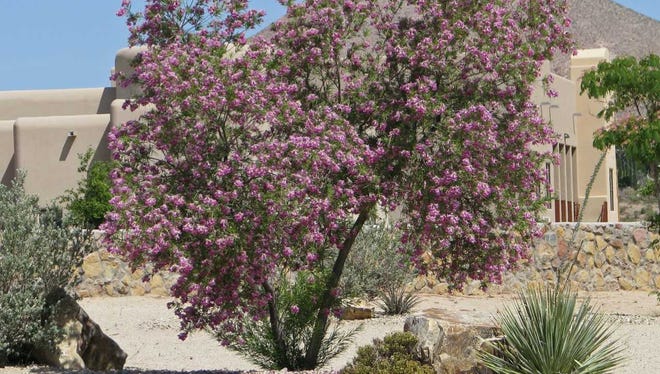 Naturally Speaking Desert Trees Provide Shade Benefit Birds