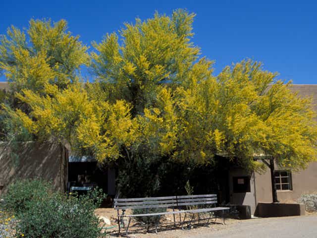 Glorious Palo Brea Trees Deserve A Local Festival