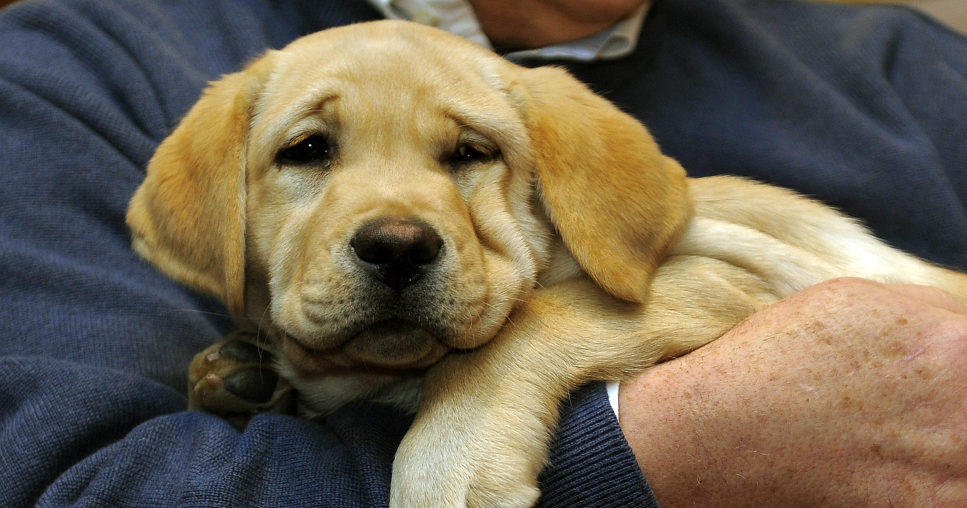 Ohio bill would designate Labrador retriever as official state dog