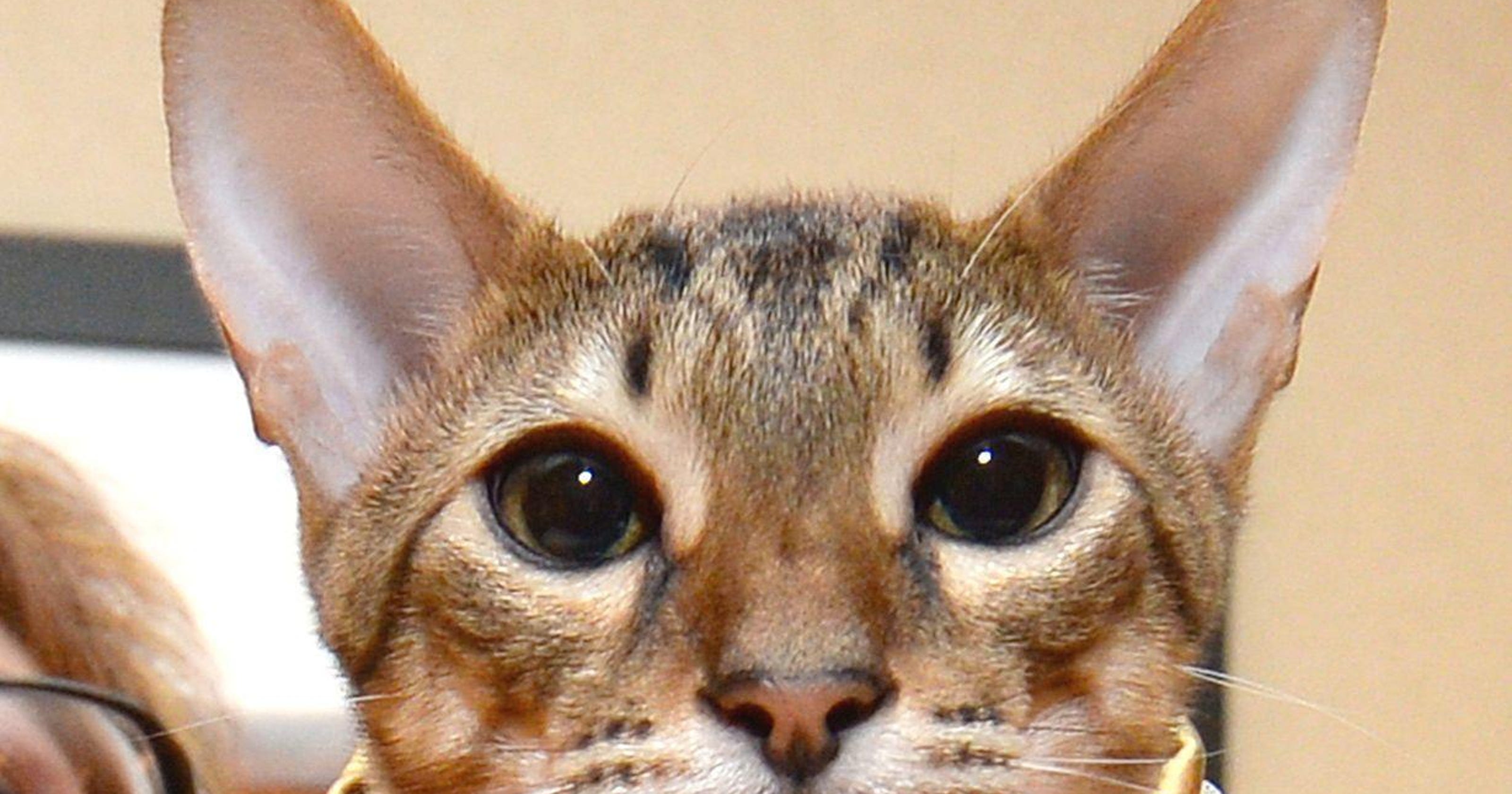 Large African cat found roaming Paterson street