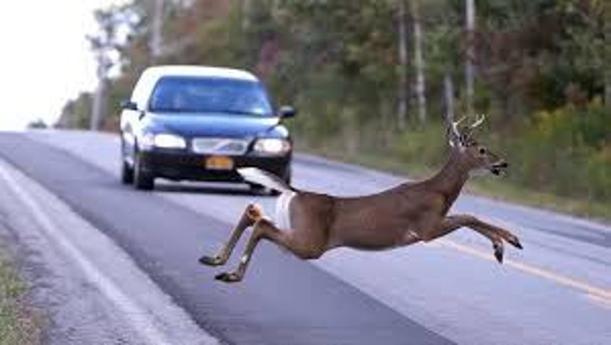 Answer Man Does Modot Really Want Me To Hit Deer Rather Than Swerve