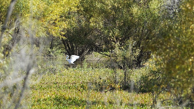A snowy egret lands in the water at Lahontan Reservoir.