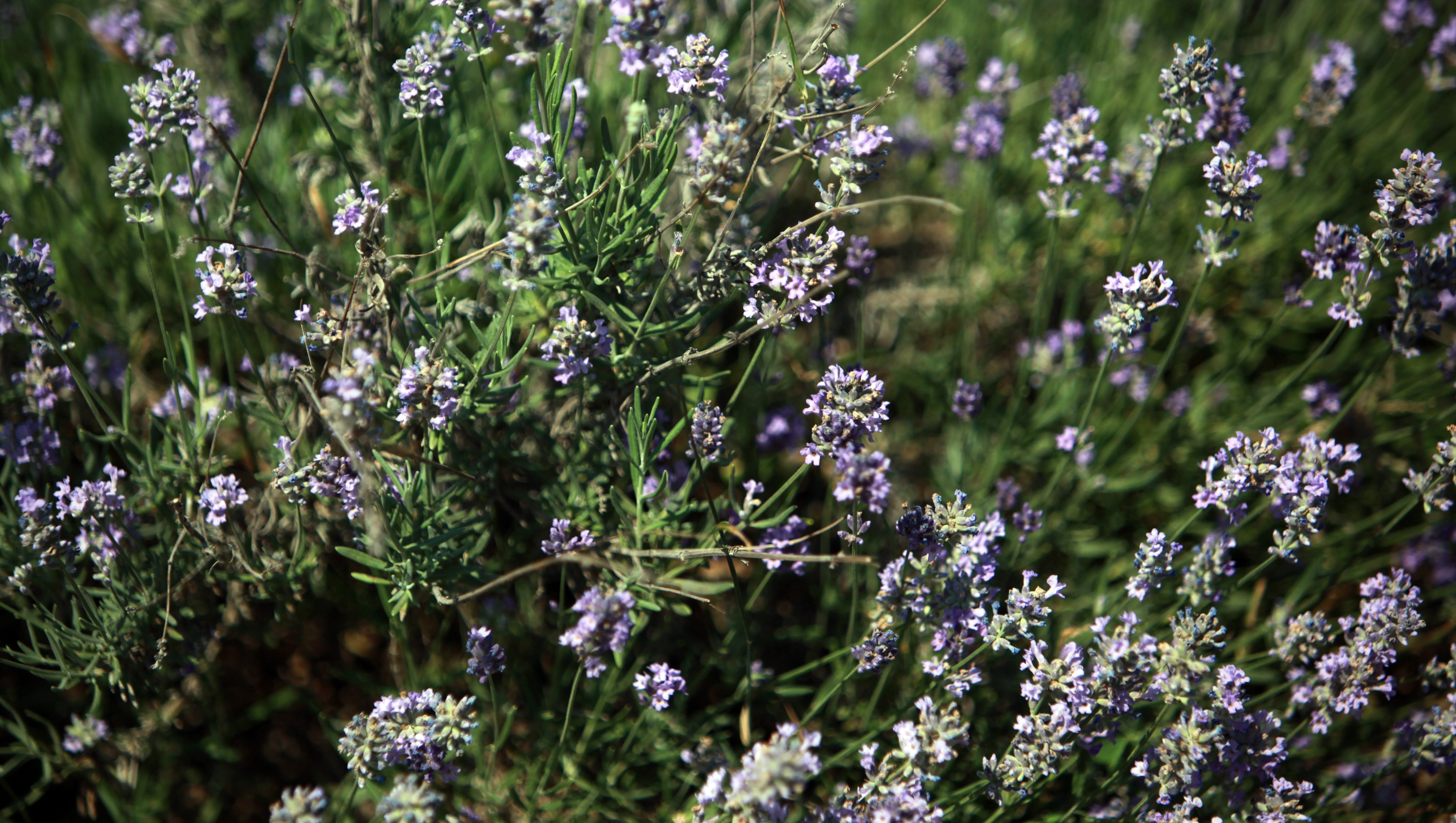 As much as you may be tempted, hold off on pruning lavender until spring