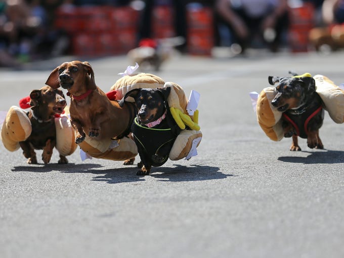 Wiener dogs give it their all Oktoberfest race