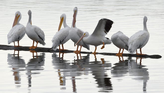 Pelicans rest on a log on Windsor Lake. New water rights purchased by the town of Windsor will help the lake stay full.