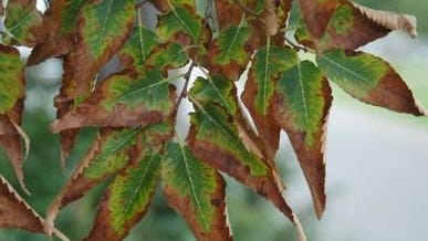 Leaf scorch can signal root problems in trees.