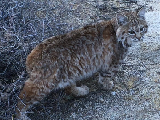 Orphaned, rehabbed bobcat released in Joshua Tree