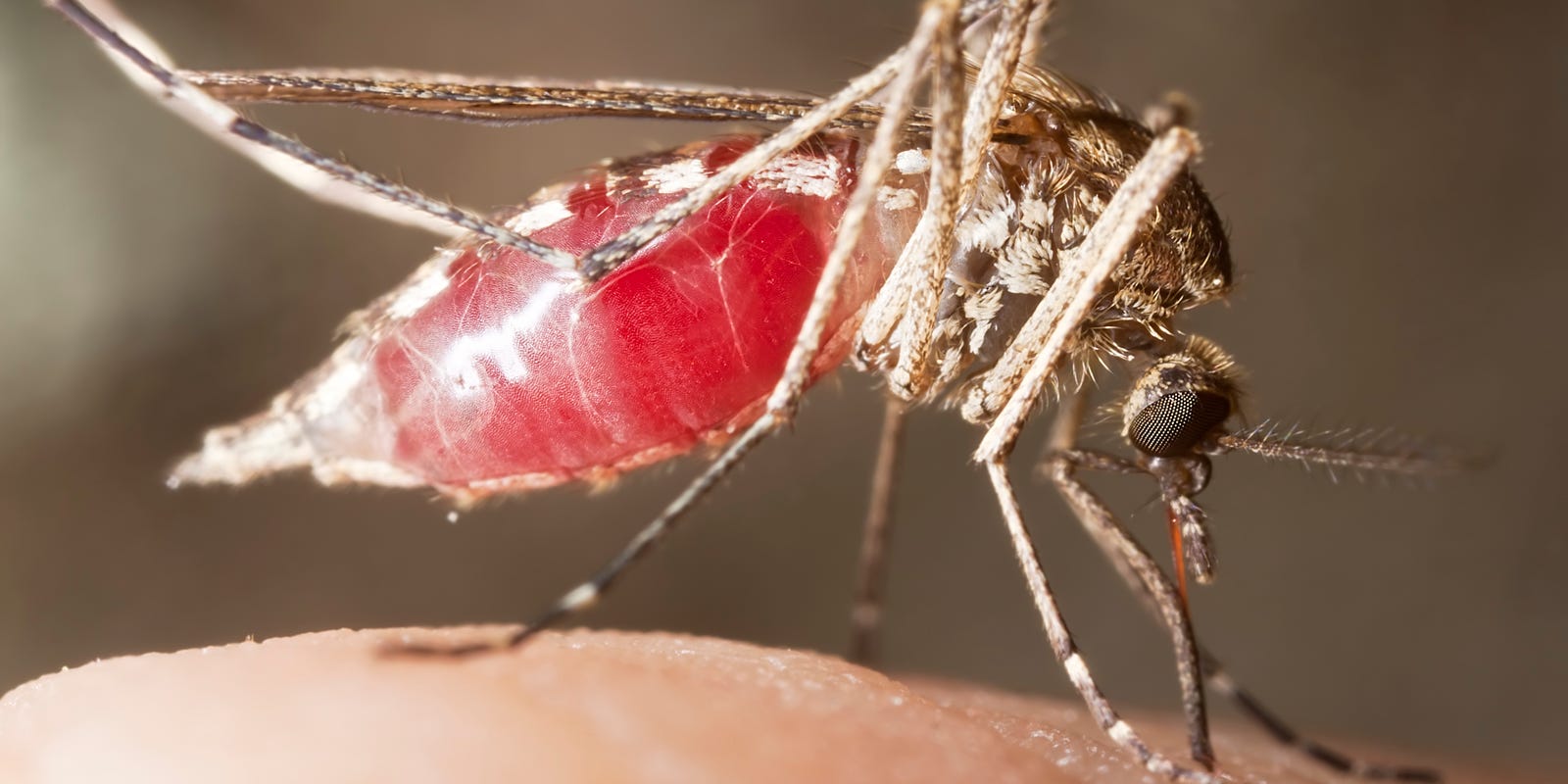 What would happen if we killed all the mosquitoes?