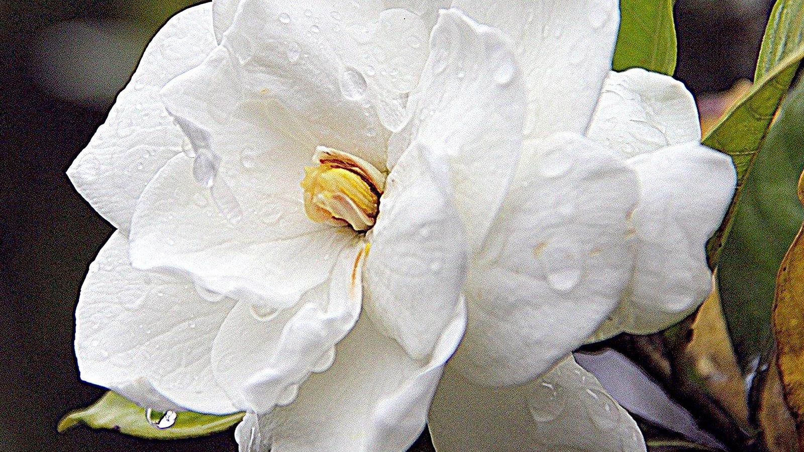 Dear Amor: Growing gorgeous gardenia