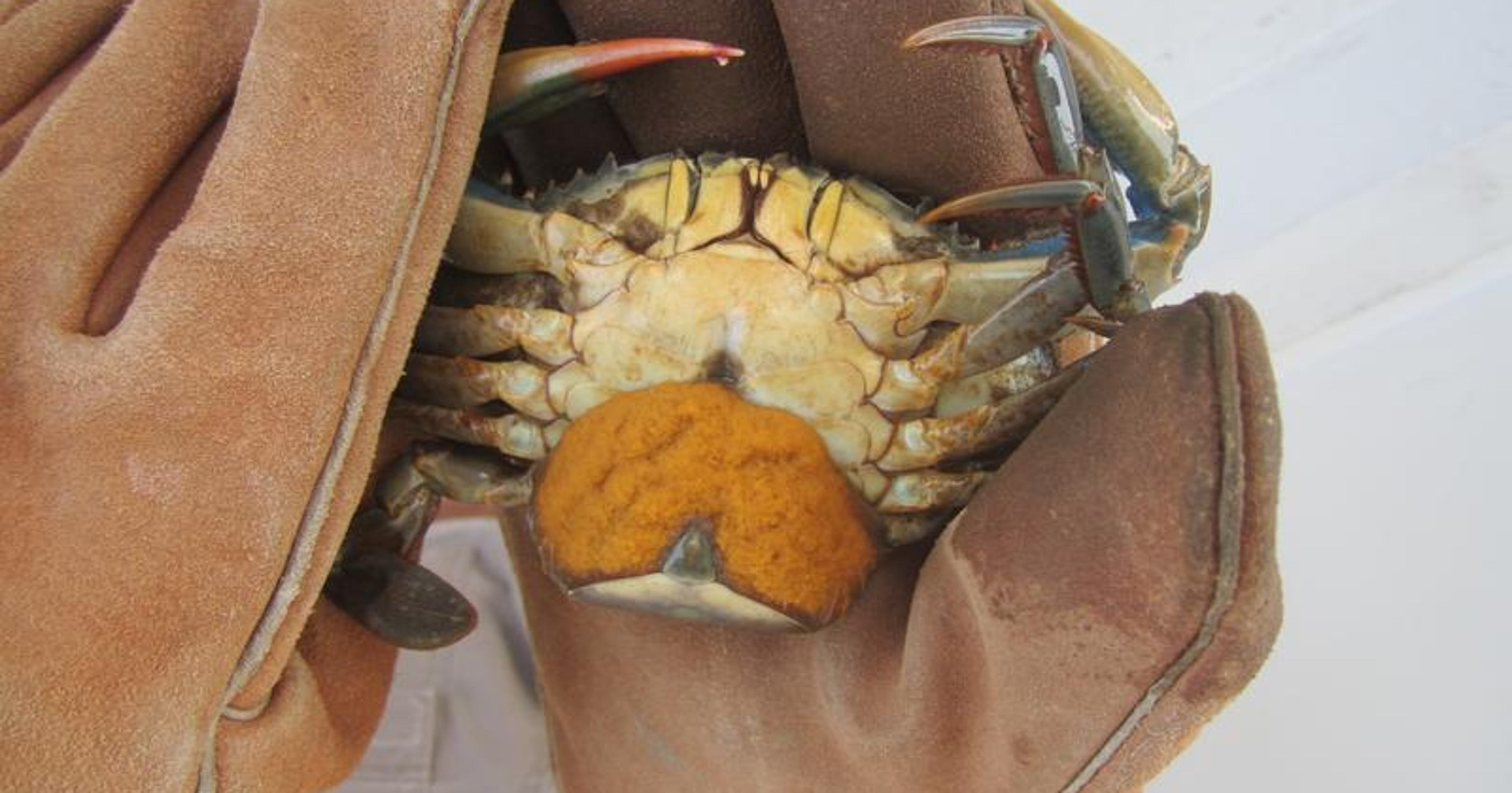 TIDES The spectacular life cycle of a crab