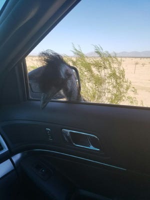 An emu on Interstate 10 in Arizona had to be wrangled by the Arizona Department of Public Safety and the Arizona Department of Agriculture on Oct. 21, 2016.