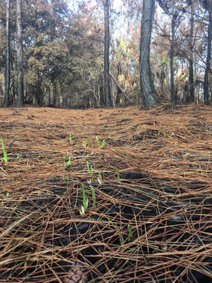 New growth emerges from the ash for a wildfire.
